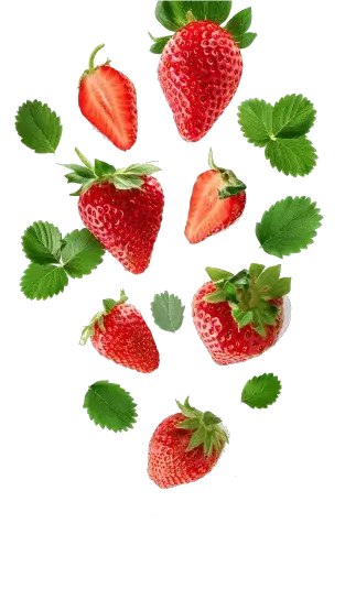 Maxime Renneteau fraises